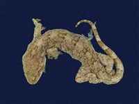 藏品(龜山壁虎)的圖片